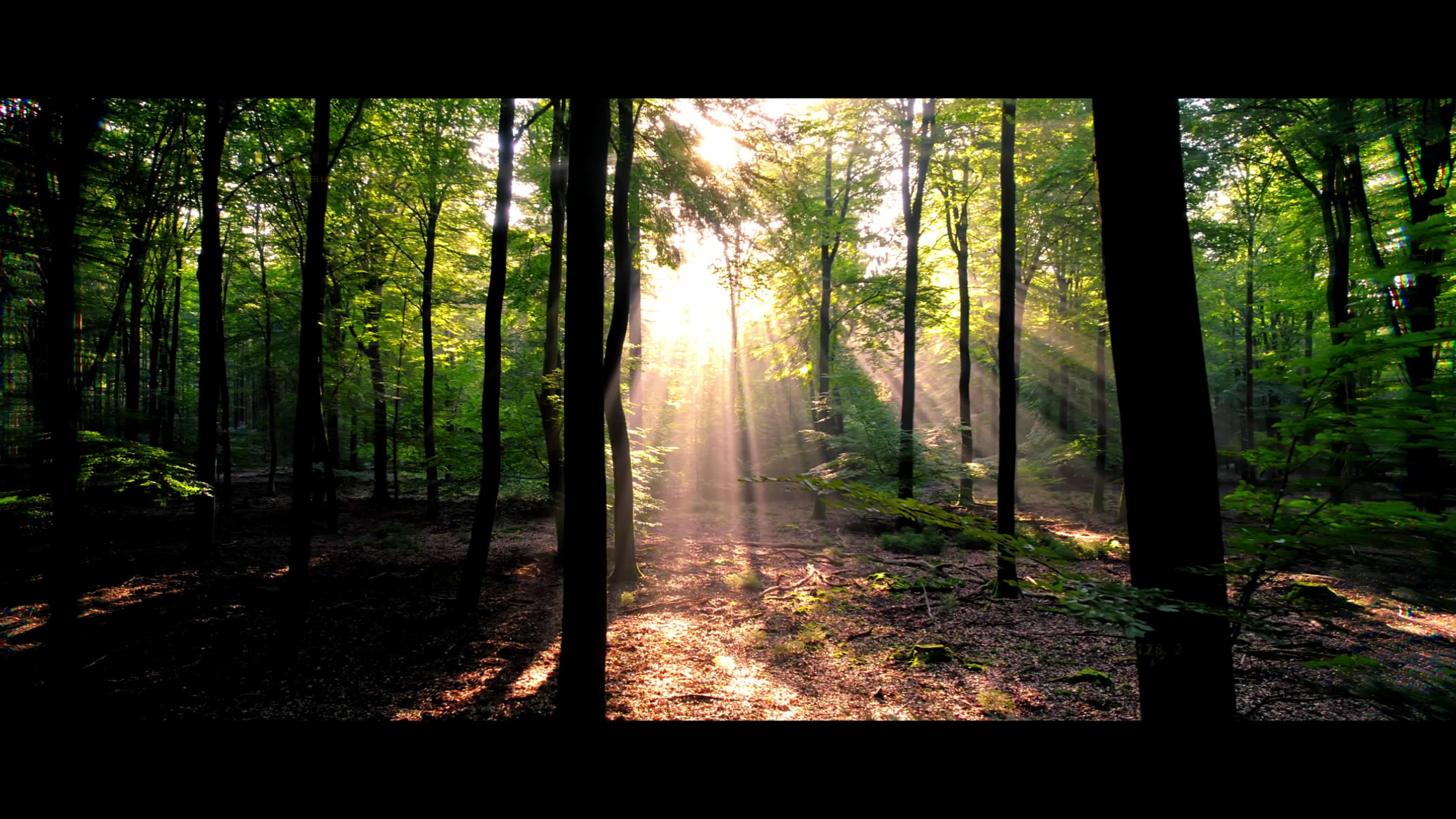 Indigo Portfolio Video Thumbnail